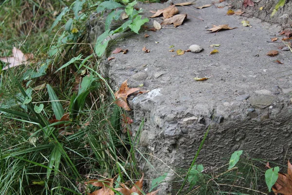 ormandaki sonbahar taş