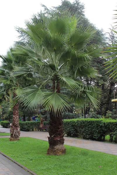 palmiye ağacı Sochi 