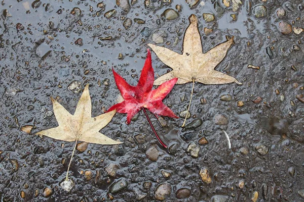 Çam kozalakları, anason star sonbahar kompozisyon çelenk sonbaharında yapılan bırakır