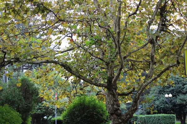 Sochi sıcak sonbahar