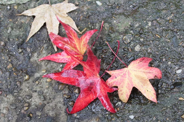 Çam kozalakları, anason star sonbahar kompozisyon çelenk sonbaharında yapılan bırakır