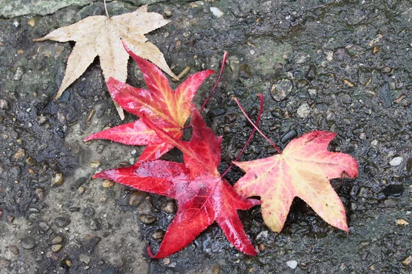 Çam kozalakları, anason star sonbahar kompozisyon çelenk sonbaharında yapılan bırakır