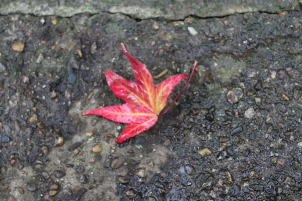 Çam kozalakları, anason star sonbahar kompozisyon çelenk sonbaharında yapılan bırakır