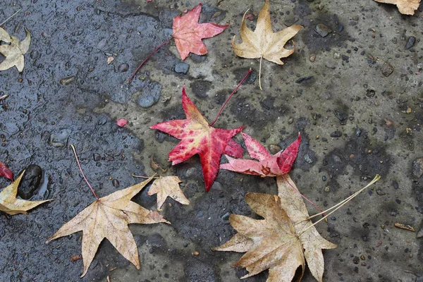 Çam kozalakları, anason star sonbahar kompozisyon çelenk sonbaharında yapılan bırakır