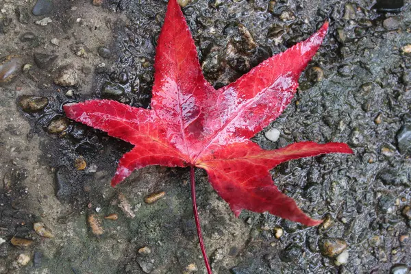 Çam kozalakları, anason star sonbahar kompozisyon çelenk sonbaharında yapılan bırakır