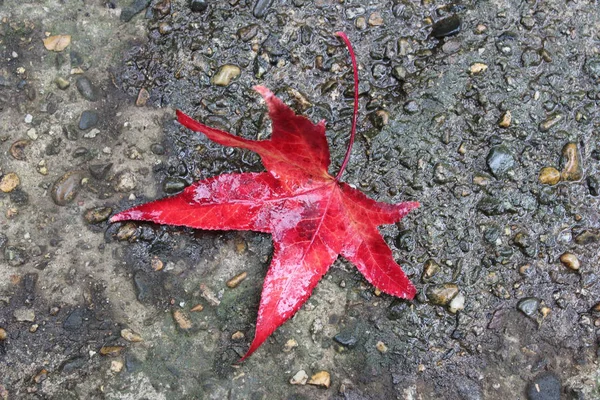 Çam kozalakları, anason star sonbahar kompozisyon çelenk sonbaharında yapılan bırakır