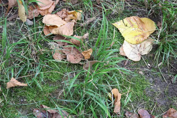 Akçaağaç yapraklı sonbahar arkaplanı