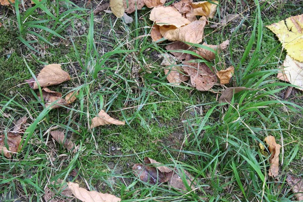 Akçaağaç yapraklı sonbahar arkaplanı