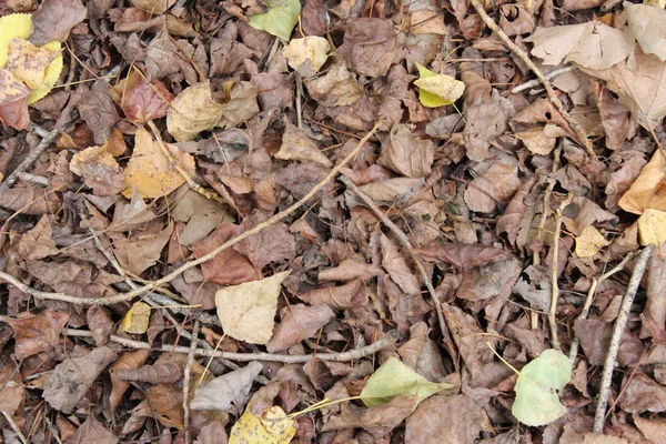 Akçaağaç yapraklı sonbahar arkaplanı