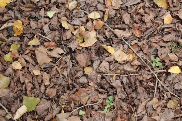 Akçaağaç yapraklı sonbahar arkaplanı