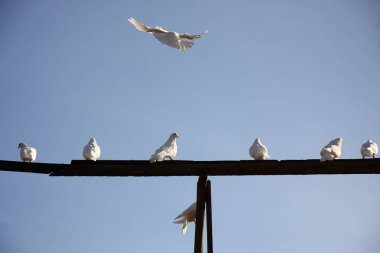 Beyaz mavi gökyüzünde uçan güvercin. güvercinler grup evine dönen