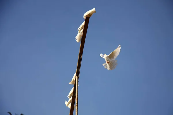 White dove flying in the blue sky. returning to home to the group of doves