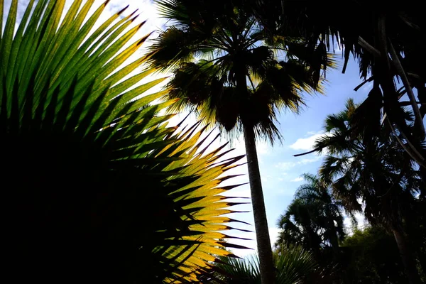 Silhueta de folhas de palmeira Sabal contra o céu azul — Fotografia de Stock