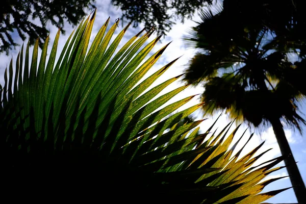 Silhueta de folhas de palmeira Sabal contra o céu azul — Fotografia de Stock