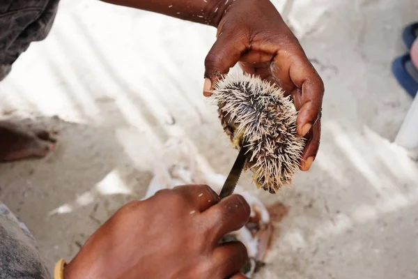 The fisherman cuts off a sea urchin from above