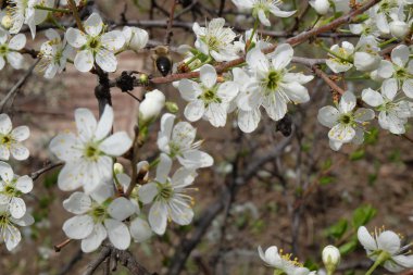 arka planda büyük bahçe ile sakura çiçeği çiçeği