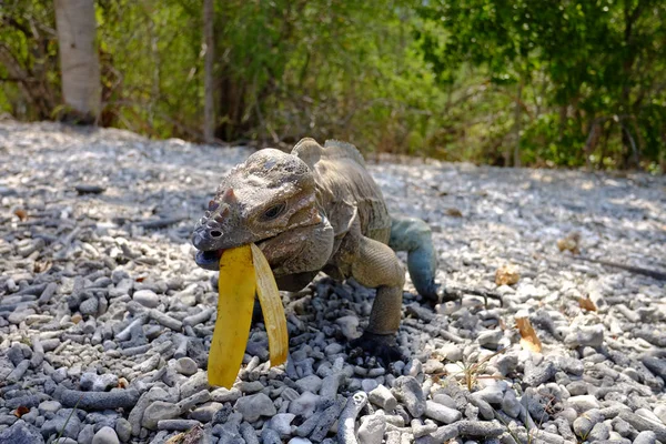 Dominik zemin kertenkele arka planda volkanik peyzaj kaya ile atılmış bir muz yiyor. yakın çekim, Enriquillo Gölü
