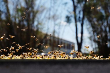 Arı sürüsü kovanın yanında uçar ve polen toplar ya da yer.