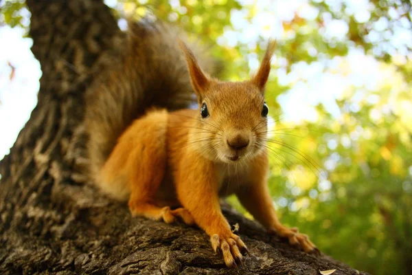 Niedliches Eichhörnchen frisst Nuss- und Sonnenblumenkerne auf dem Baum — Stockfoto