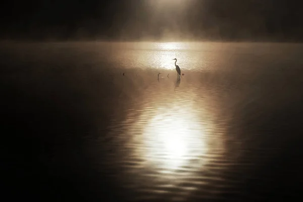Silhouette de héron gris debout sur la côte au beau lever du soleil avec du brouillard sur l'eau — Photo