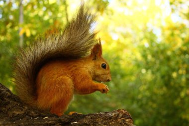 sincap fındık ve ayçekirdeği yiyor ağaçta