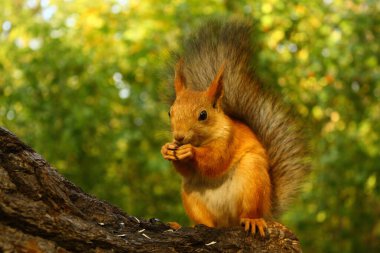 sincap ağaçta fındık yiyor.