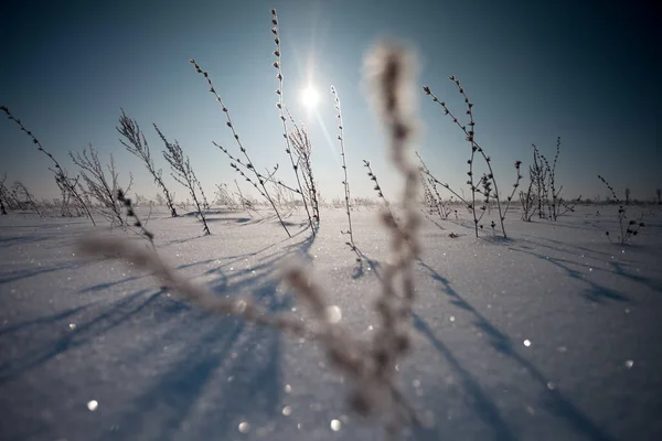 A sombra na neve branca do ramo no campo de inverno — Fotografia de Stock