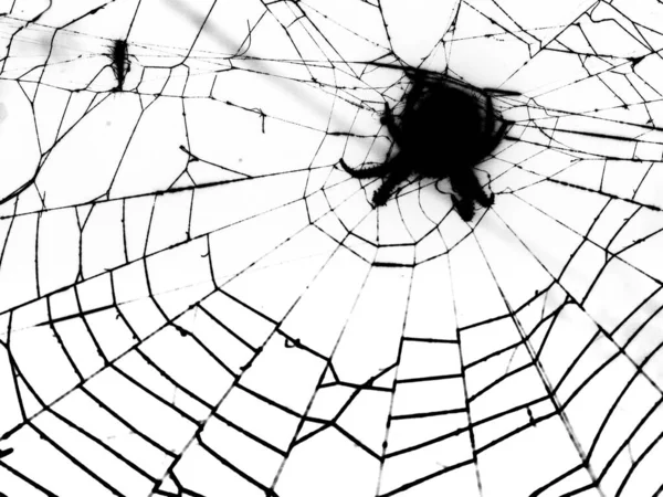 피해자를 기다리고 있는 거미줄 위의 거미 — 스톡 사진