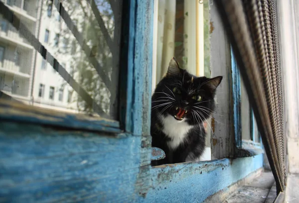 Cat sitting on the window and looking to you — Stock Photo, Image