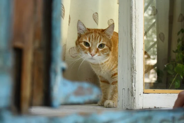 Cat sitting on the window and looking to you — Stock Photo, Image