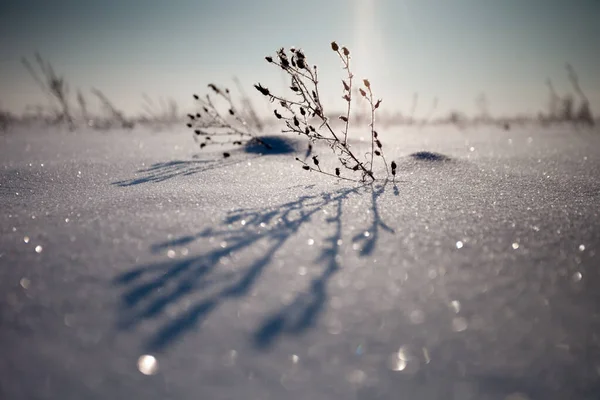 L'ombre sur la neige blanche de la branche dans le champ d'hiver — Photo