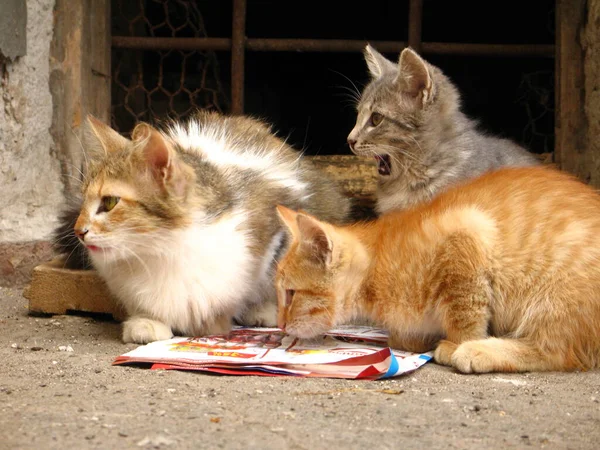Hemlös kattunge äter mat — Stockfoto