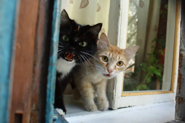 Kat zittend op het raam en kijkend naar jou — Stockfoto