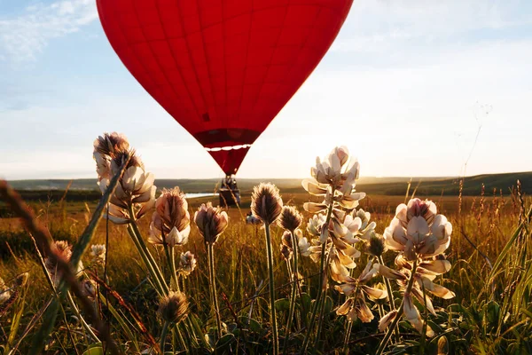 Hot Air Balloon Shape Heart Flying Flower Hedysarum Grandiflorum Field — Stock Photo, Image