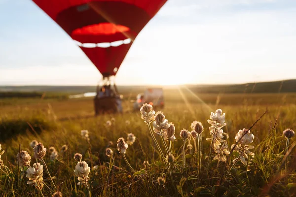 Hot Air Balloon Shape Heart Flying Flower Hedysarum Grandiflorum Field — Stock Photo, Image