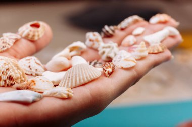 Farklı deniz kabuklarını tutan bir makro, mavi arkaplan önünde mercanlar, yazının başlığı ile izole edilmiş. Tatil kavramı.