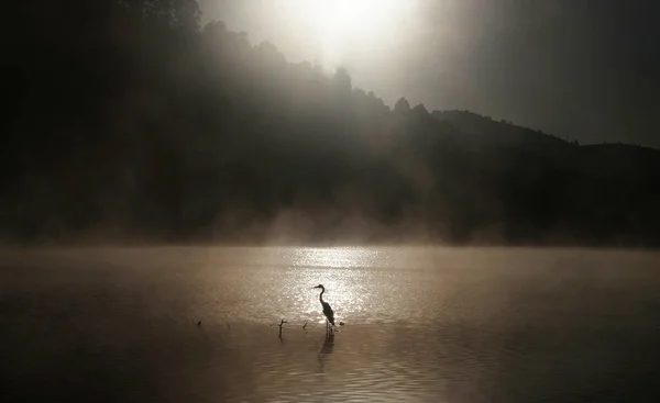 海岸線に立つ灰色のサギのシルエットは 水の上に霧と美しい日の出 — ストック写真