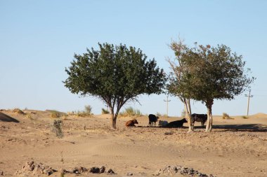 Rüzgârla şekillendirilmiş çöl kumulları dalgalanan kumlar ve mavi gökyüzünün altında seyrek otlar. g.