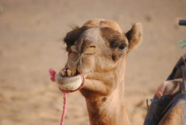 Etkileyici dromedary Sahara Çölü, Erg African, Fas, Afrika pembe bir halatı