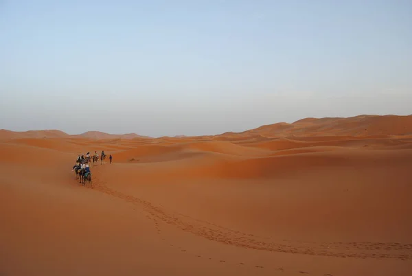 Sahara Çölü, Erg African, Fas, Afrika kum tepeleri üzerinde günbatımında Bedevileri ile hörgüçlü karavan