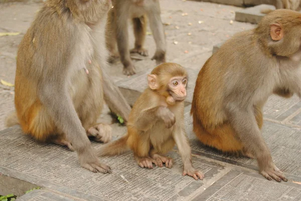 Aile maymun bebek Wulingyuan Milli Parkı, Zhangjiajie, Hunan, Çin