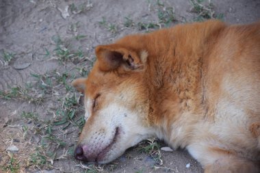köpek uyku kapatın ve çim zemin üzerine gülümseme