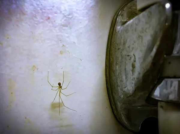 Děsivé Pavouk Web Sprchou Účinkem Odstranění Oparu Koupelně — Stock fotografie