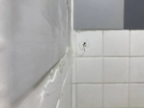 Spider Terrificante Web Bagno — Foto Stock