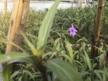 Mor Ruellia tuberosa, içinde Ayıpençesigiller uyarmak ışık kavramı