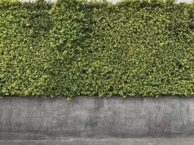 yeşil yaprakları ve kaba çimento duvar doku arka planı için