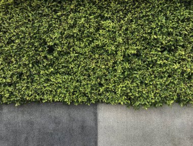 yeşil yaprakları ve kaba çimento duvar doku arka planı için