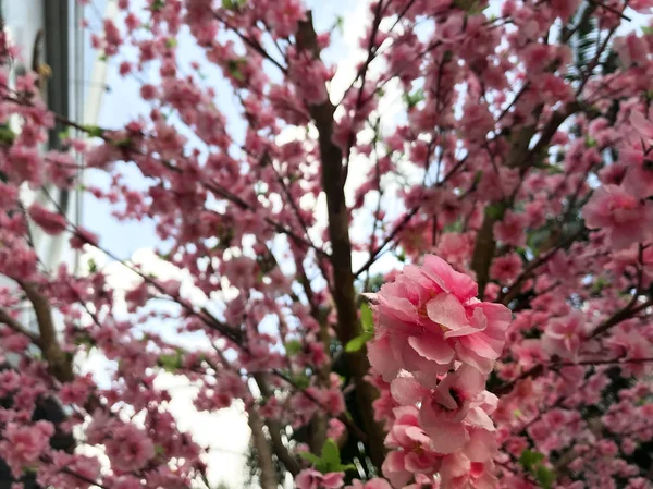 Primer Plano Flor Cerezo Rosa Artificial Llamada Japonesa Como Sakura —  Fotos de Stock