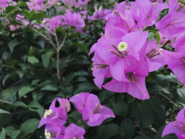 arka plan, taze için mor begonviller çiçek dokusu kadar kapatın ve kavramı relax