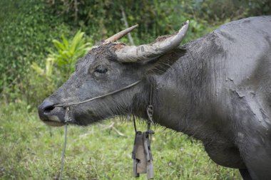 su bufalosu yeşil arka plan, Asya Tayland üzerinde kapatın